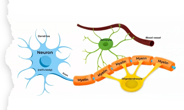 Neuron-structure-1-ms