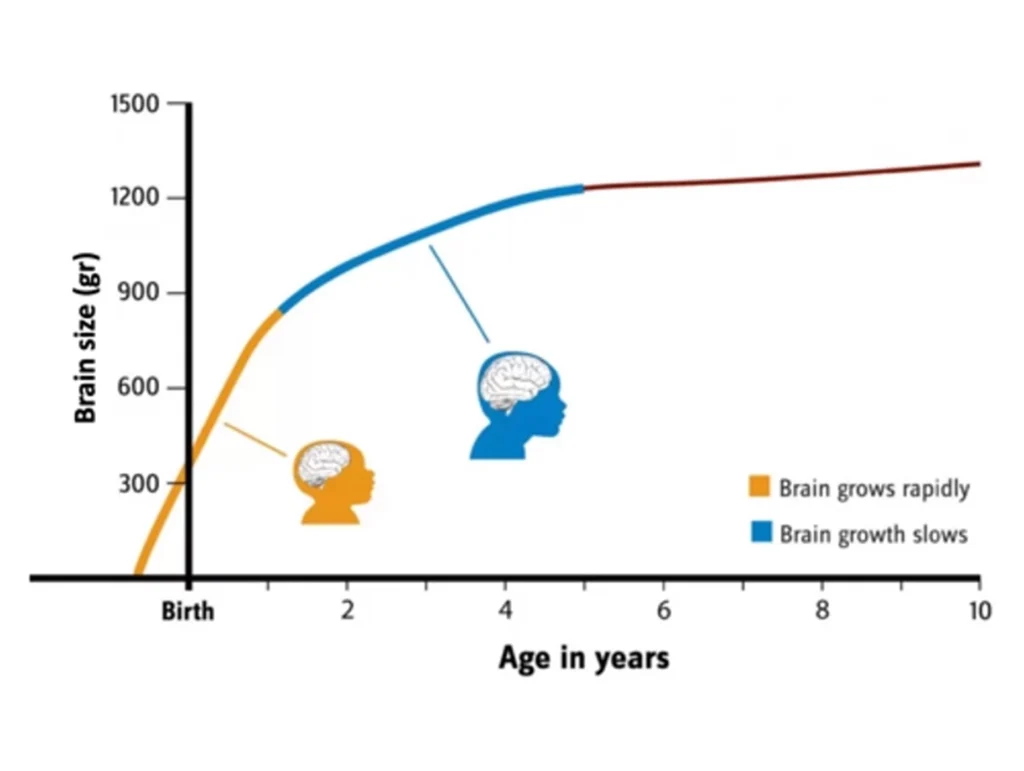 brain-growth-chart