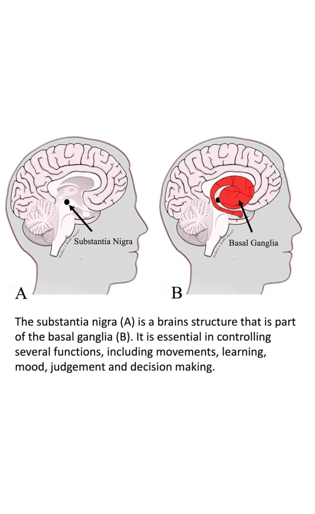 brain-structure-subtantia-nigra-2